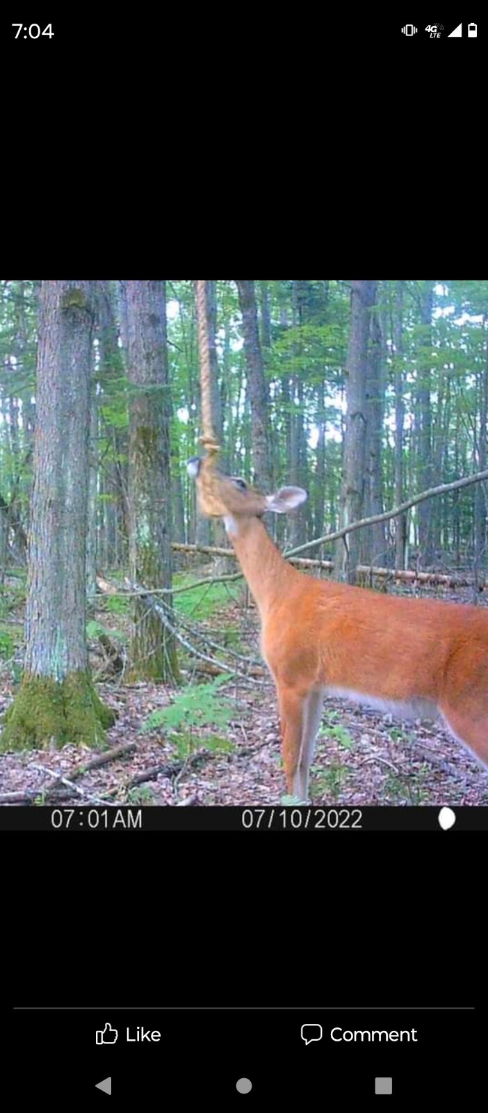 deer attractant Rope Kit! Free Shipping!