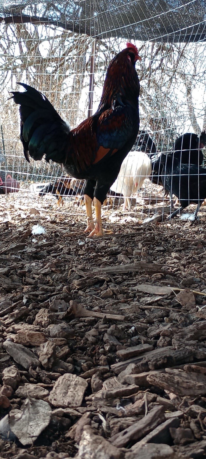 Indio gigante hatching eggs “6+”eggs