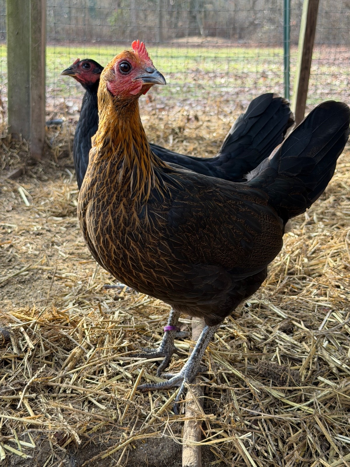 8 + Fertile Chicken Hatching Eggs (please message for strain)