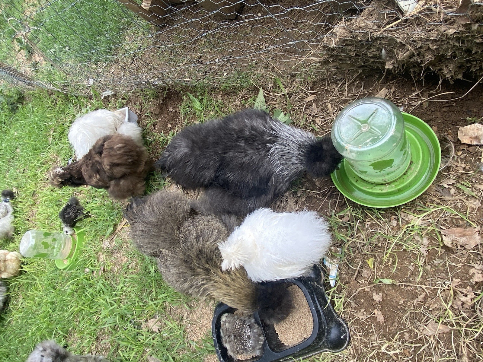 24 Bearded Silkie Hatching Eggs