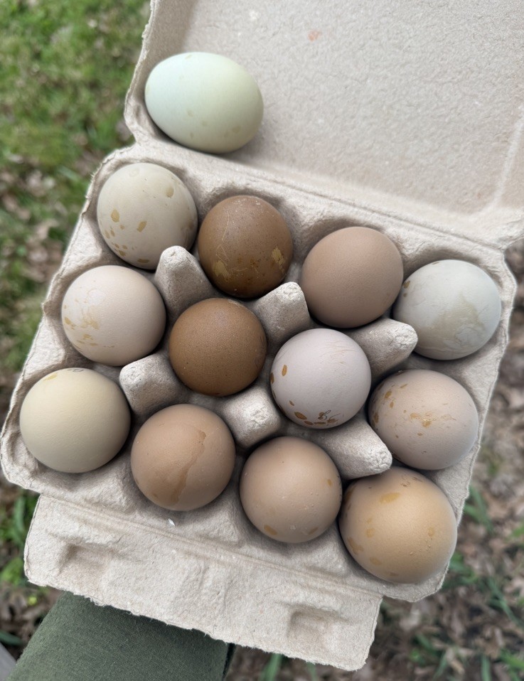 12+ Multigeneration Olive Egger Hatching Eggs Heavy Blooms/Speckles F1, BC1, BC2