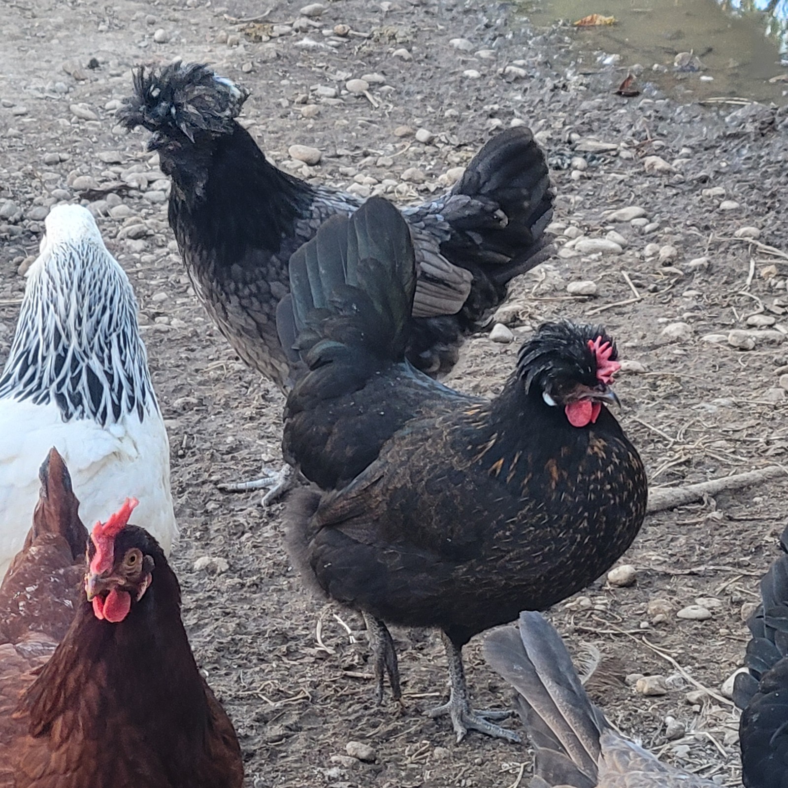 12 Rainbow hatching eggs mixed breeds