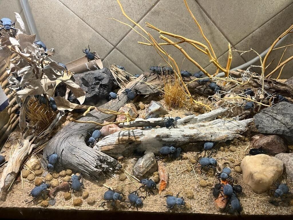 Rough Dth Feigning Beatlees(Set of 6!) C muricata (cohab w/ Blue Death Feigning)