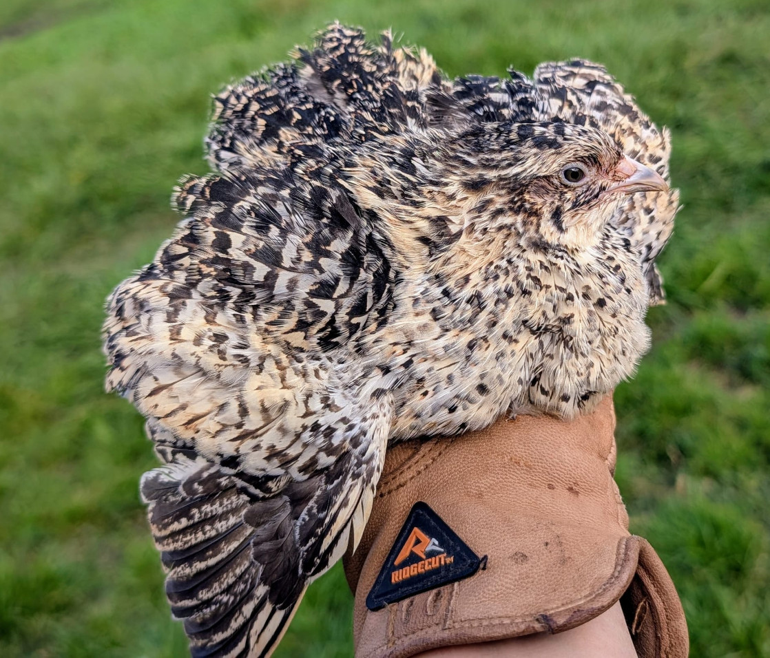 150 ++ Rainbow Coturnix Quail Hatching Eggs NPIP
