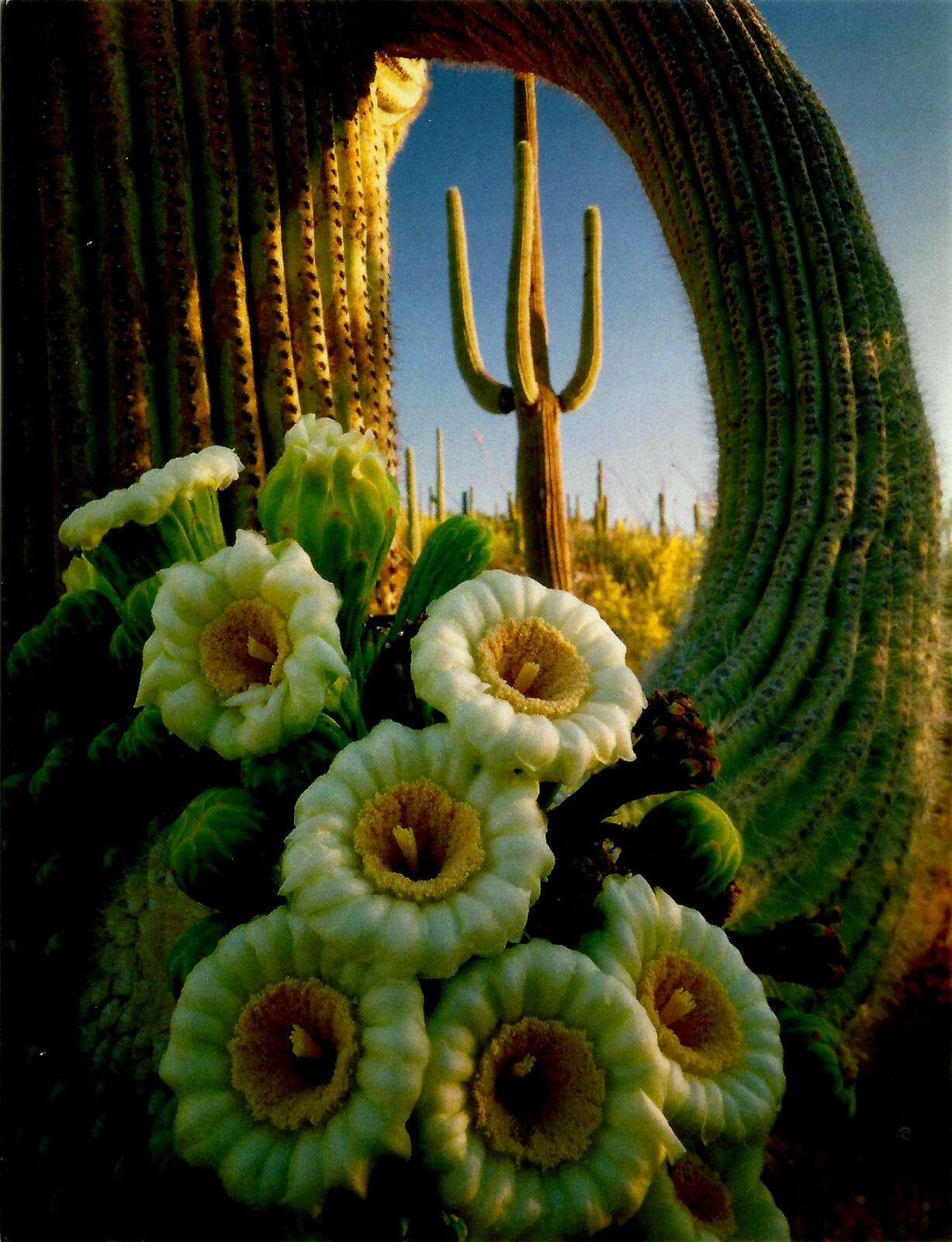 CACTUS, SAGUARO BLOOMING CACTUS, BEAUTIFUL PICTURE BY JACK DYKINGA