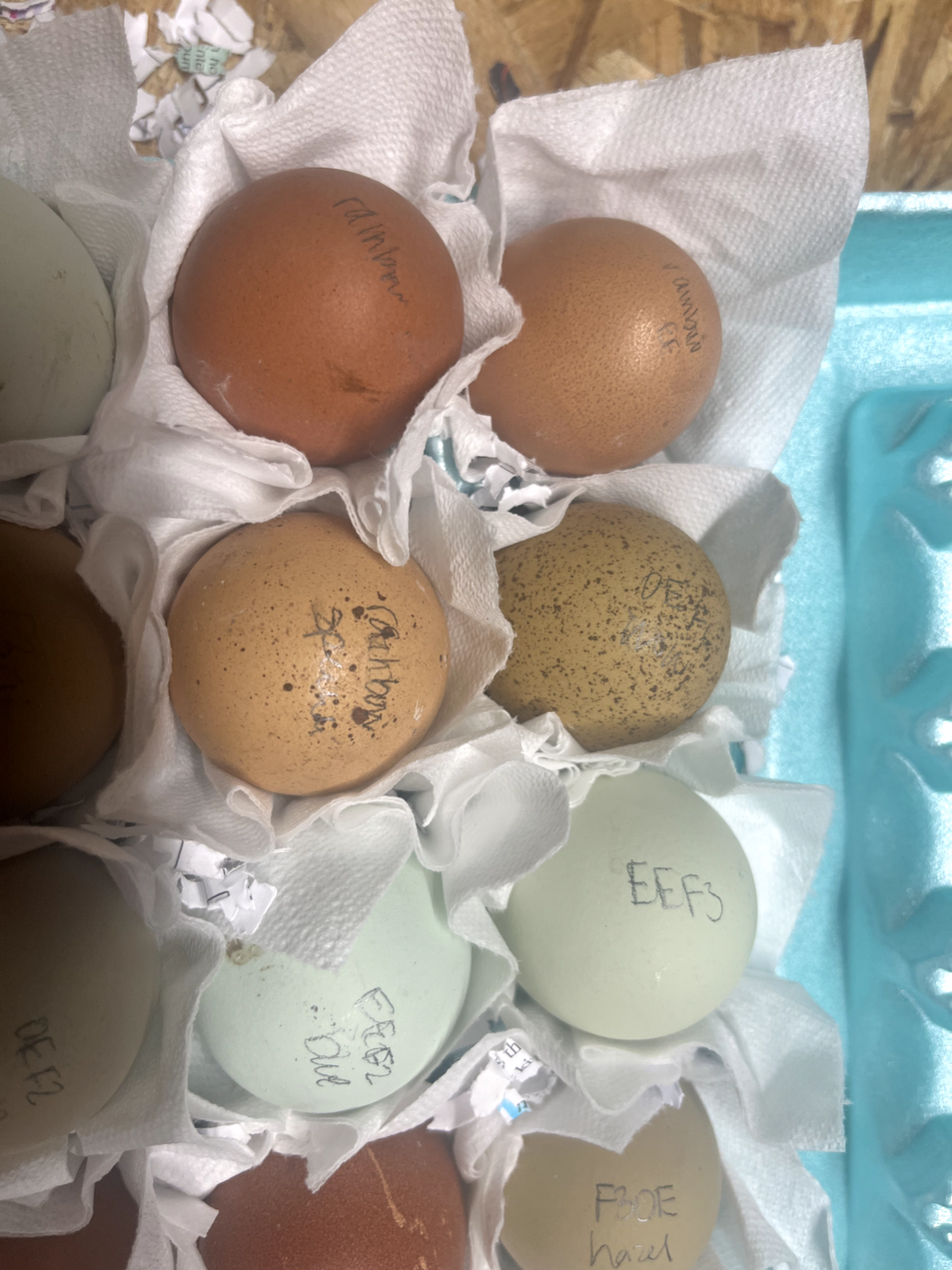 3 Fresh and Fertile Rainbow Hatching Eggs Olive Cemani Rare Colors