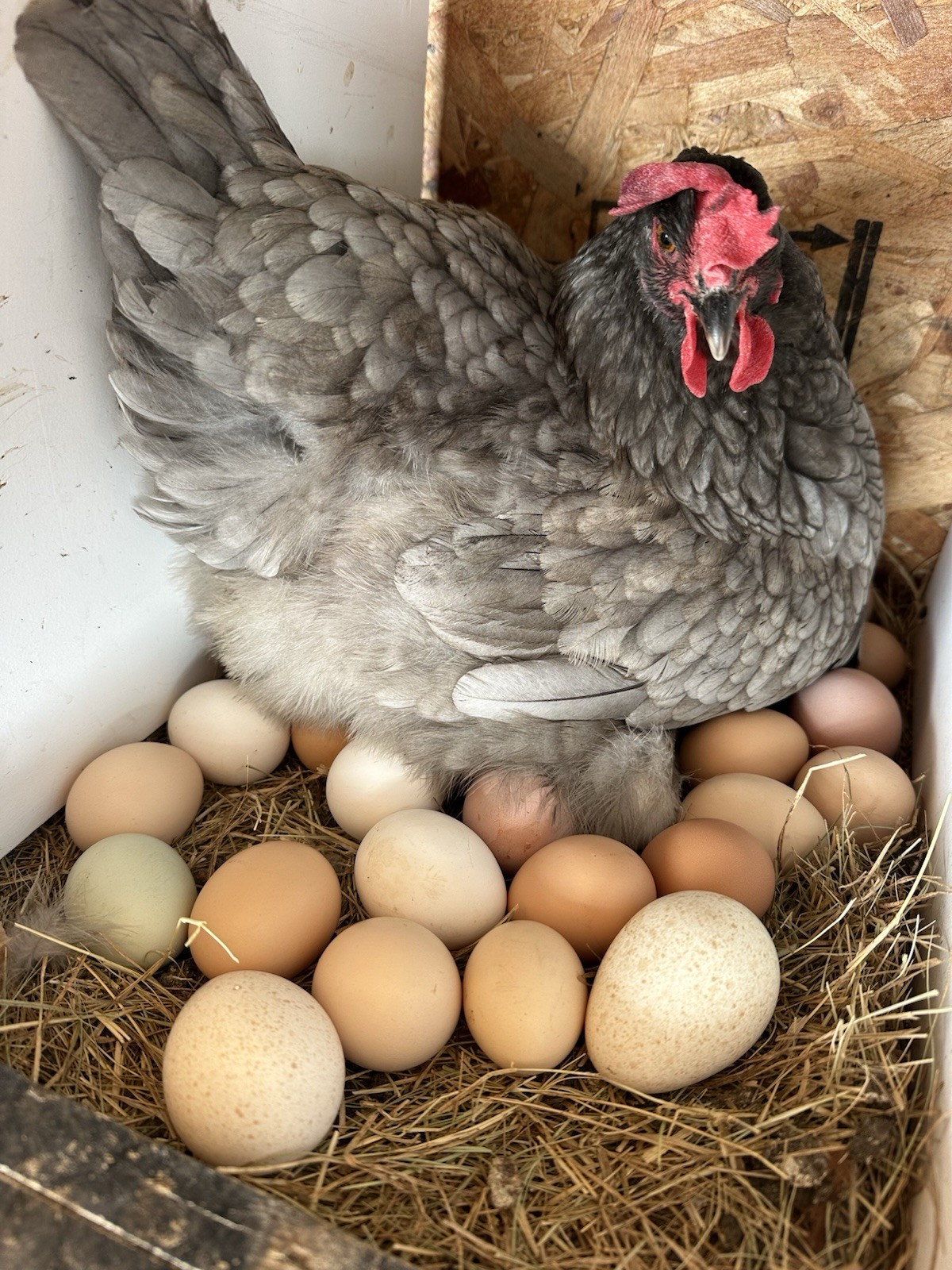 16+ Breeds Chicken Fertile Hatching Eggs, (12) 🐣 fertilized hatching eggs ❤️