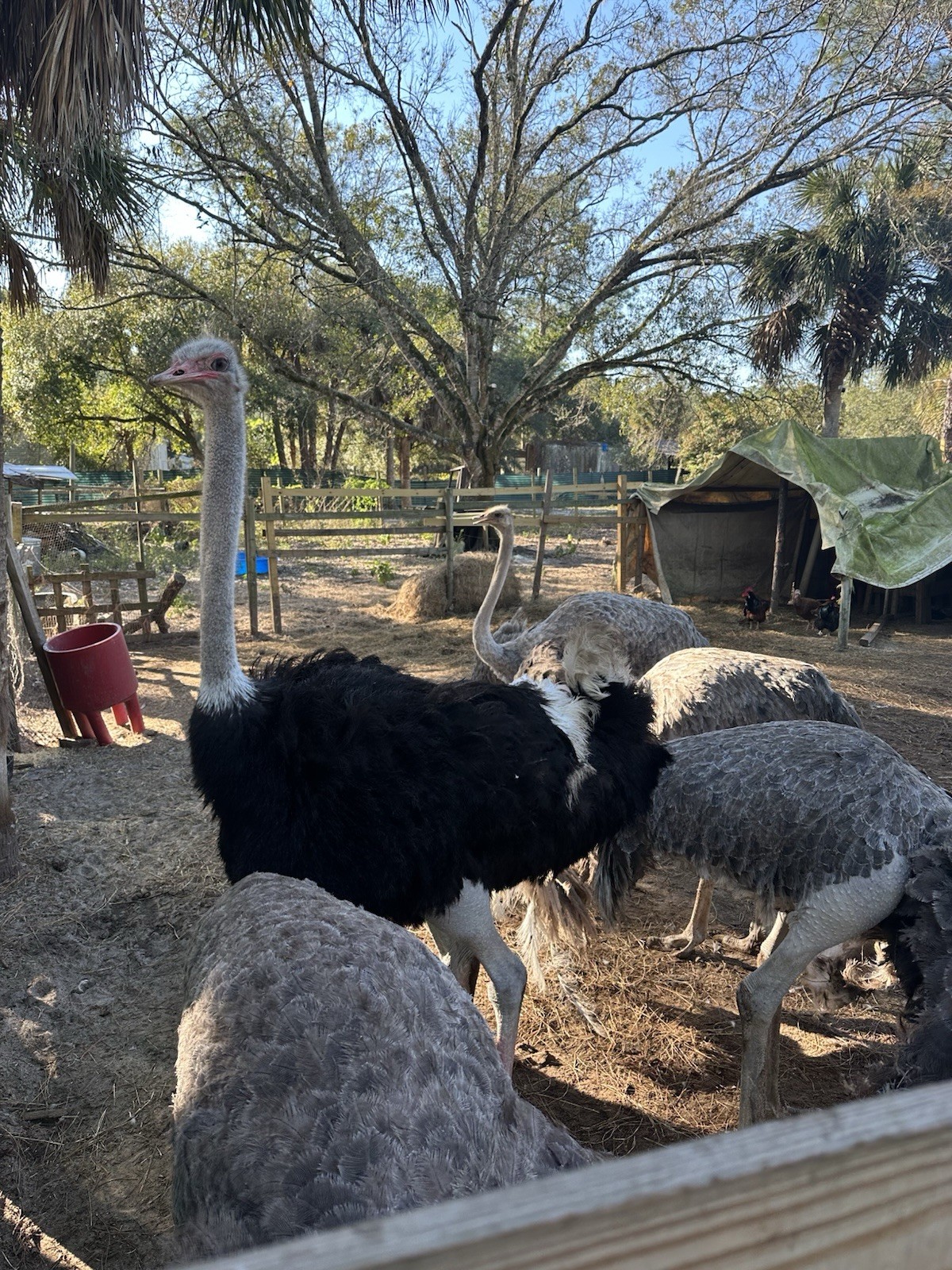 Ostrich Fertile Egg