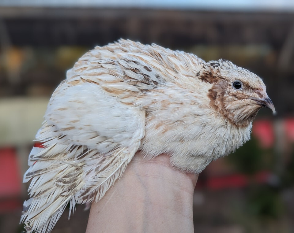 75 ++ Rainbow Coturnix Quail Hatching Eggs NPIP