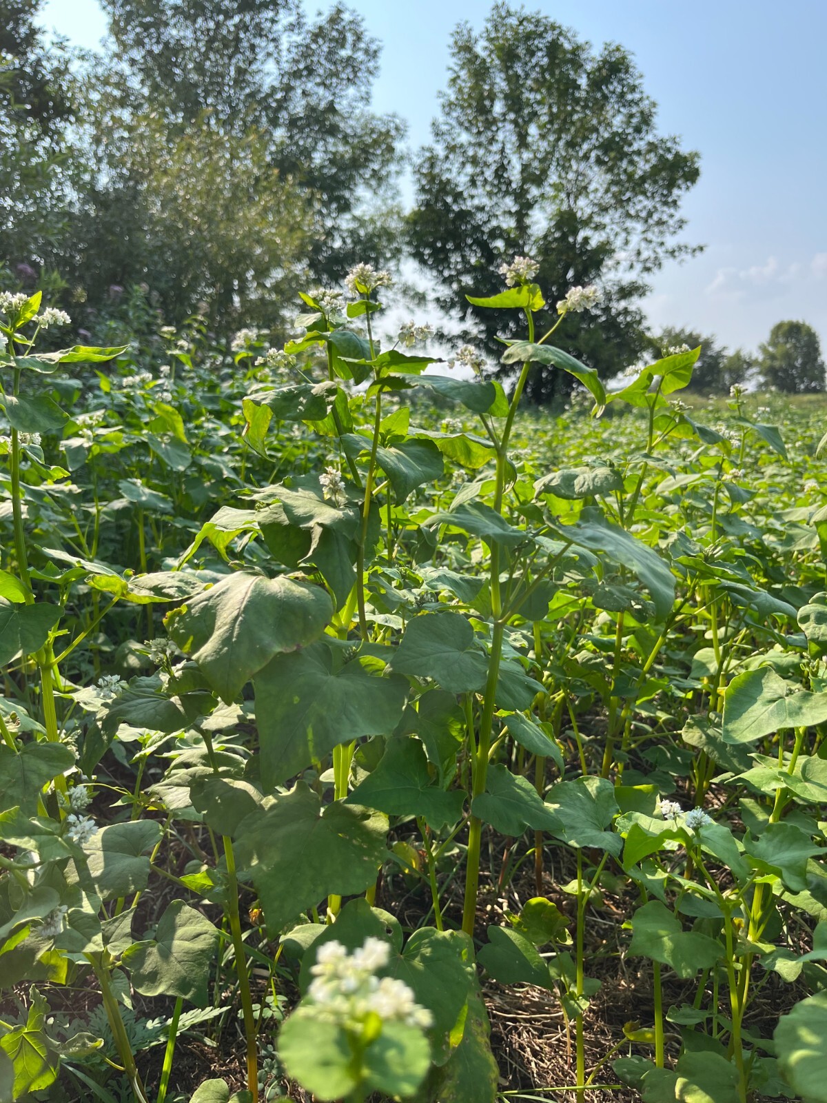 TnT Seed Company Buckwheat Food Plot Seed, Cover Crop Seeds For Planting, 5 lbs