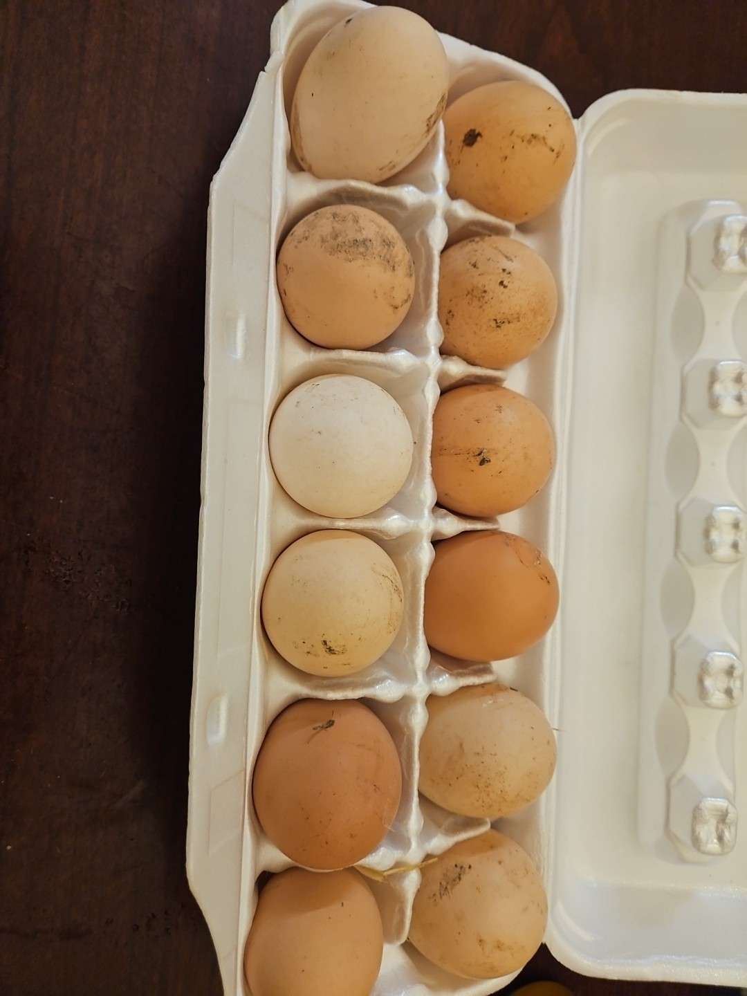 ISA Brown Chicken Hatching Eggs 12 Pack Fresh Eggs