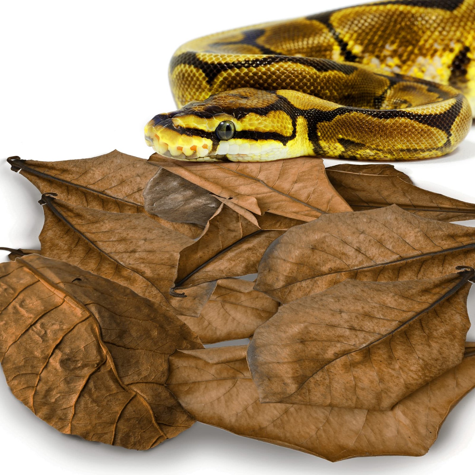 SunGrow Leaf Litter for Snakes, 10 Pcs Medium 1 Count (Pack of 10), Brown