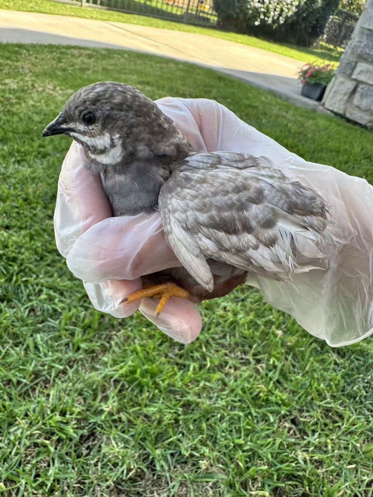12 Button Quail Hatching Eggs Rare Exotic Colors, Chinese Painted
