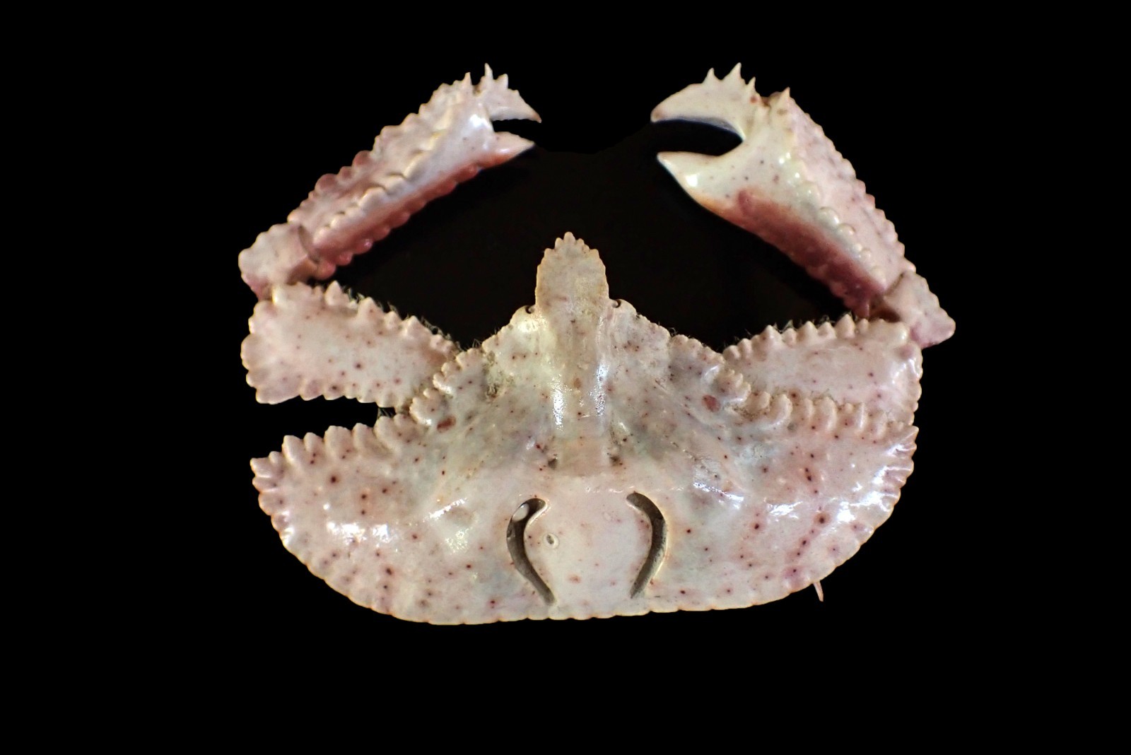 Marine Life Crab taxidermy -  Cryptopodia fornicata "Domed elbow crab"