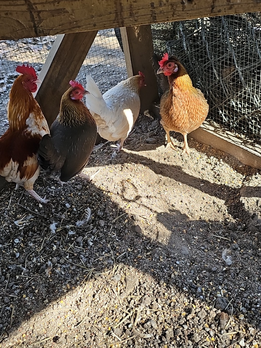 12 Old English Bantams