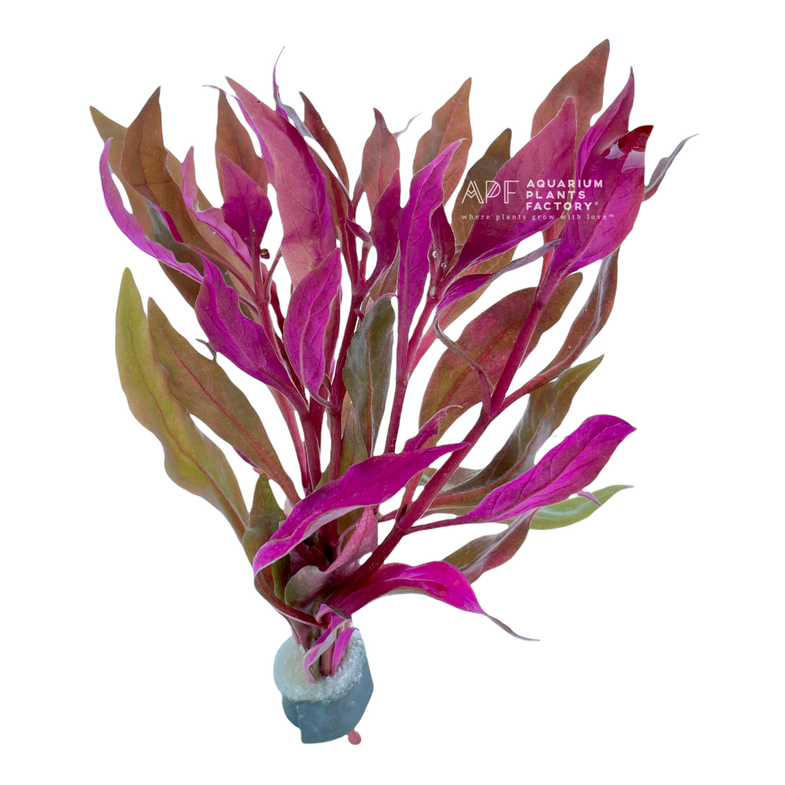 Alternanthera Reineckii 'Super Magenta' | Aquarium Plants Factory®