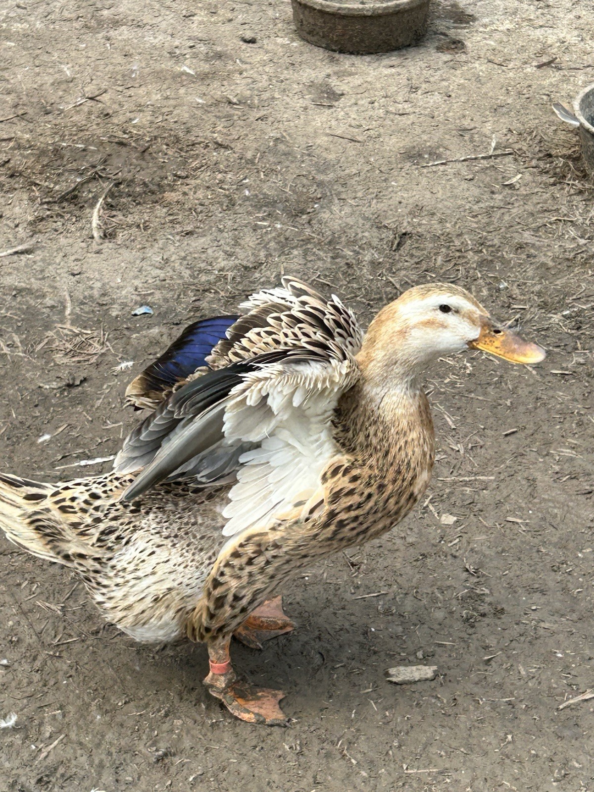 Silver Appleyard Duck Hatching Eggs 12 Count