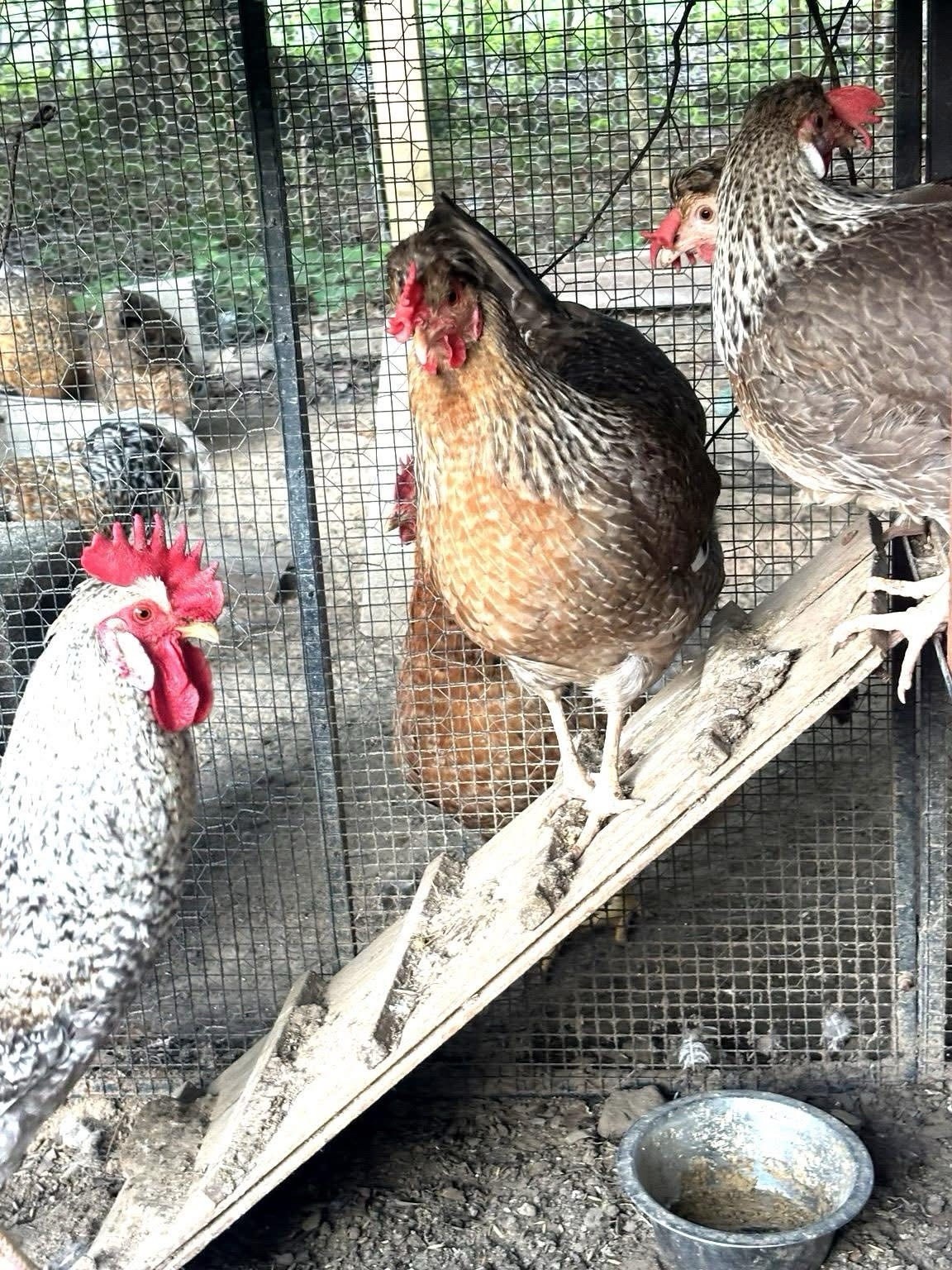 12 Fertile Hatching Eggs - Crème Legbar Blue