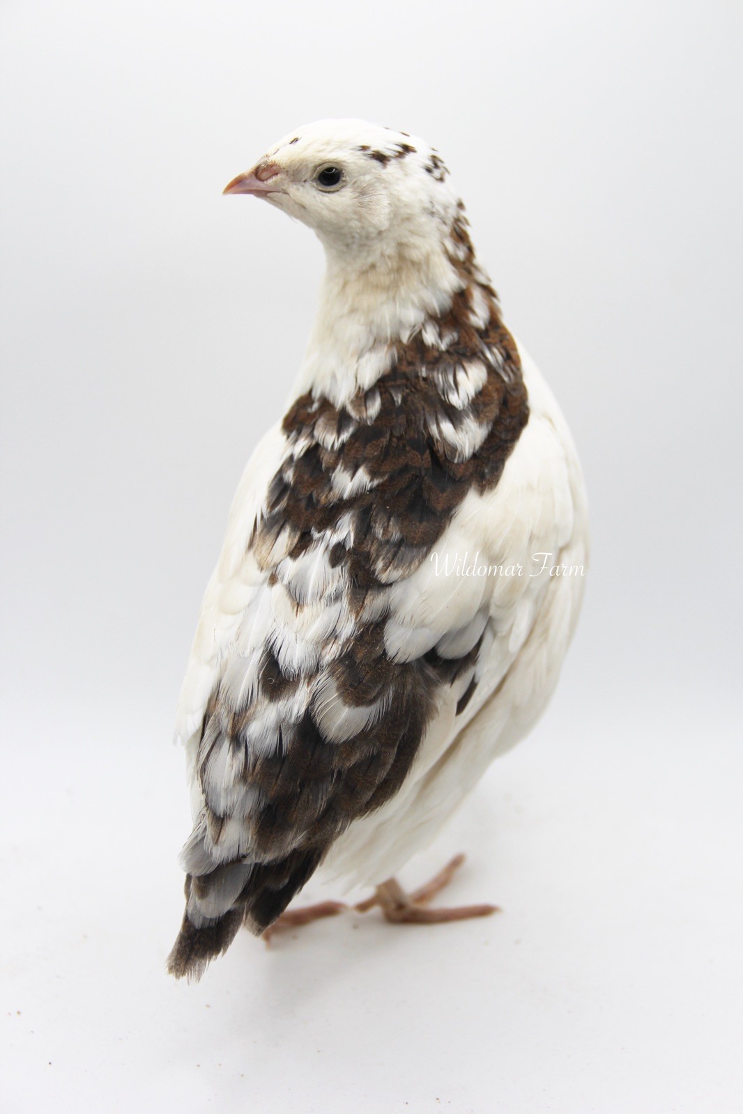 72 Coturnix Quail Hatching Eggs