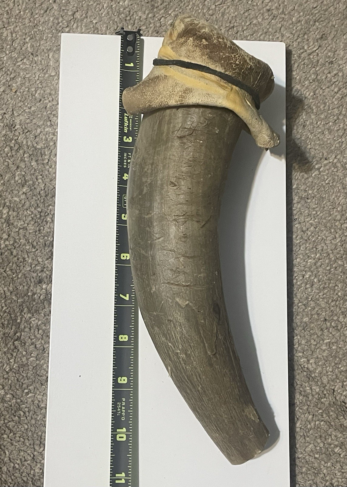 Gun Powder Horn Holder With Leather Strap