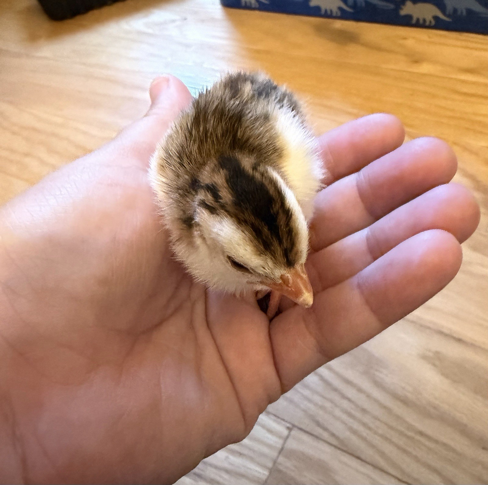 guinea hatching eggs