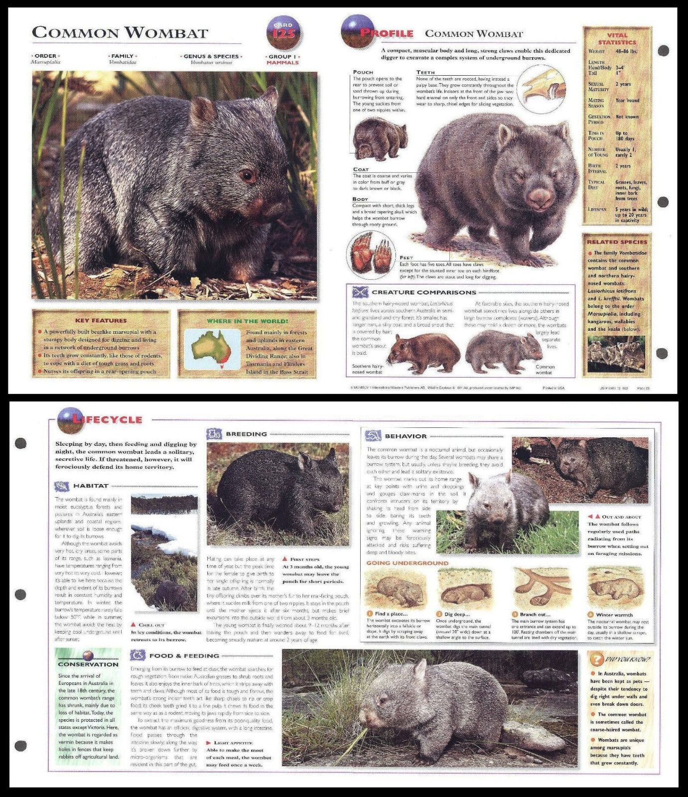 Fold-Out Sheet - Common Wombat - 125