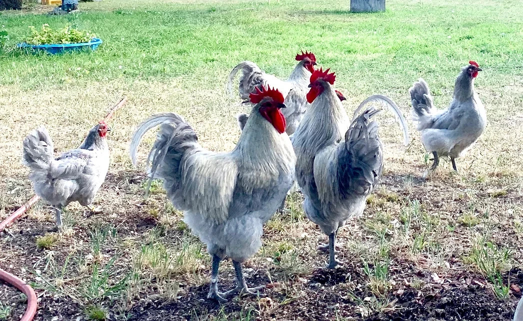 6+ Fertile Opal Legbar hatching eggs Rare Breed