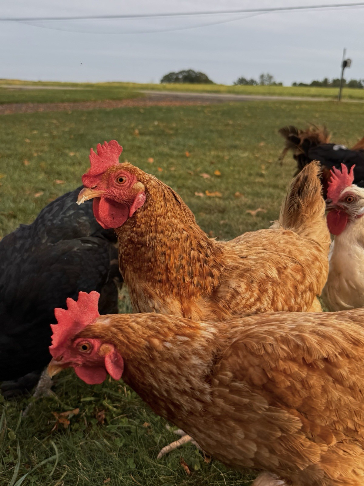 15+ Fertile Chicken Hatching Eggs