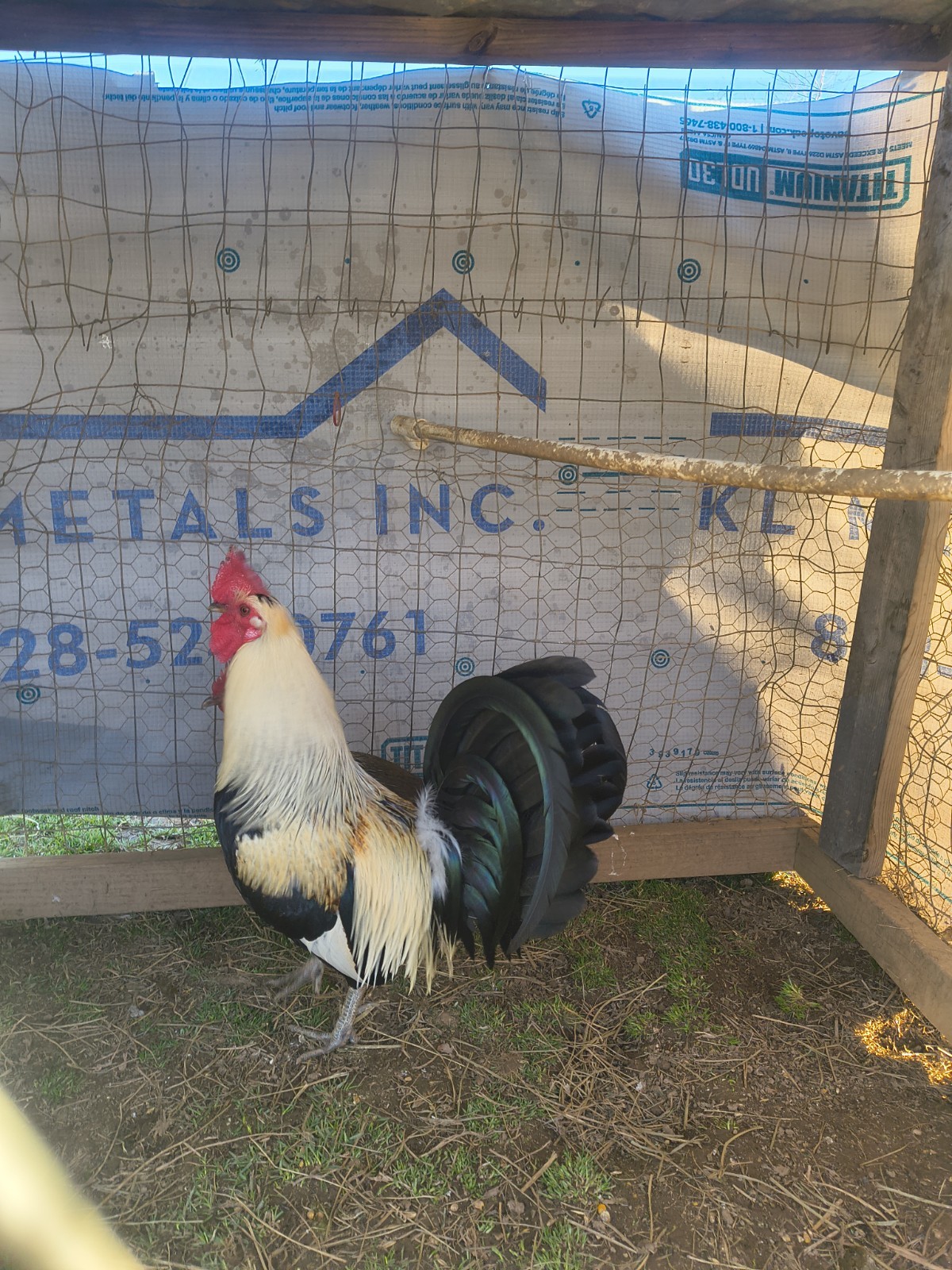 12 +Feg Toppy chickens Eggs
