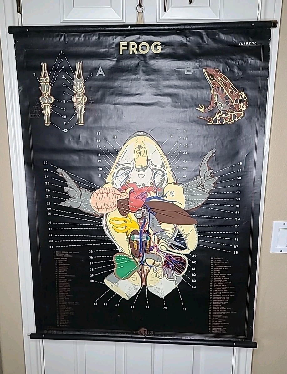 1938 Turtox Products Pull Down Anatomy Chart FROG Chicago USA 30" X 40" GUC