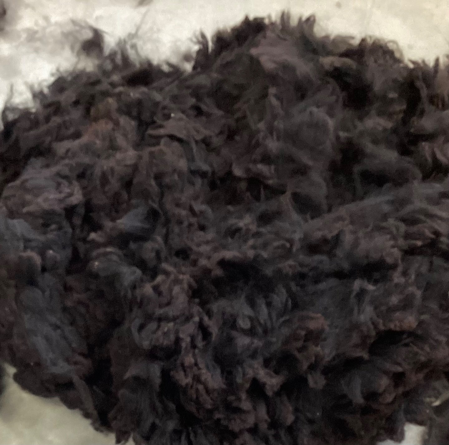 Raw Alpaca Fiber, Beautiful Dark Chocolate Brown, Spinning Fiber, Alpaca Fleece