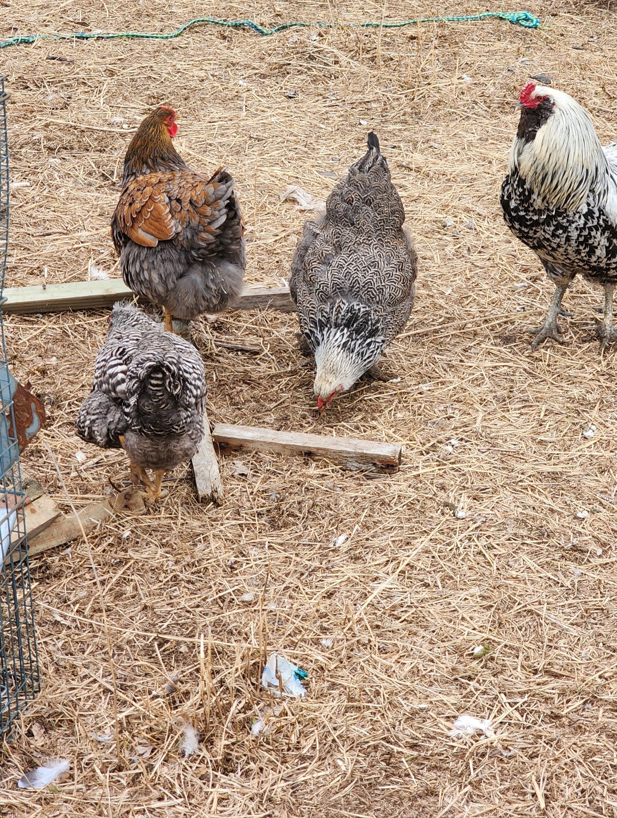 12+ Barnyard Mix Fresh Fertile Hatching Eggs FREE RANGE