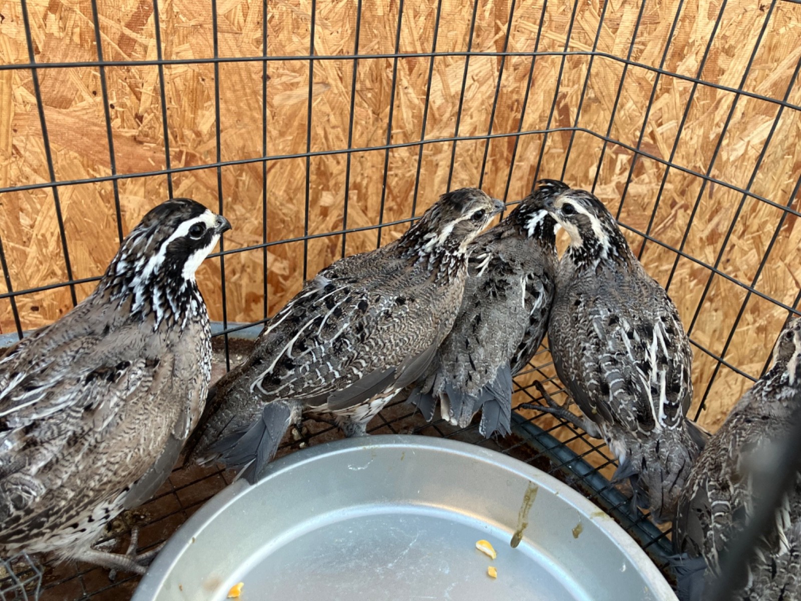 25 bobwhite hatching (platinum) color