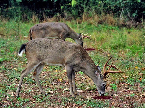 Texas Best Sweet and Salty Deer Buck Doe Attractant Lick Feed Bait 'Recipe Only'