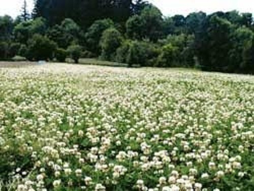 1 Lbs WHITETAIL DEER CLOVER Seed Mix Ladino,Red,Crimson Clovers,Alfalfa,Chicory
