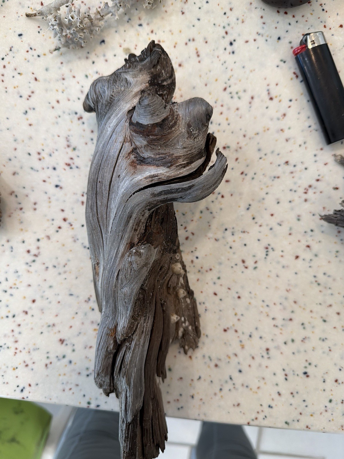 11” Wide X 4.5 High DRIFTWOOD FOR CRAFTS, SCULPTING, TERRARIUM AQUARIUM, FLORIDA