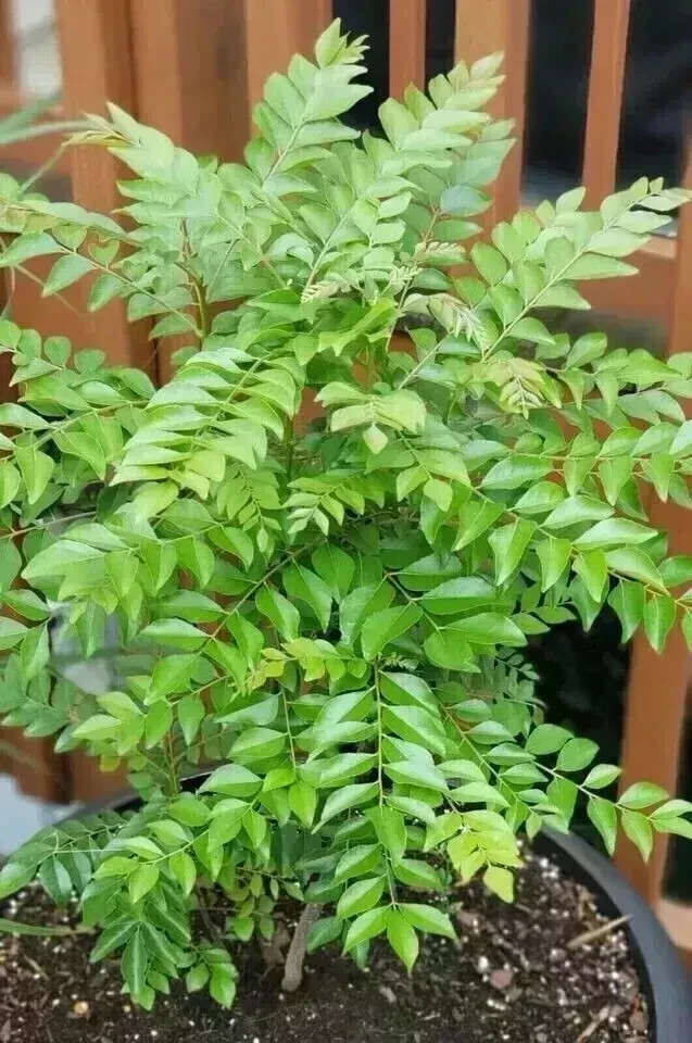 New Indian Curry Leaves Curry Leaf Plant Pure Kadi Patta Murraya 25 Se eds Dried
