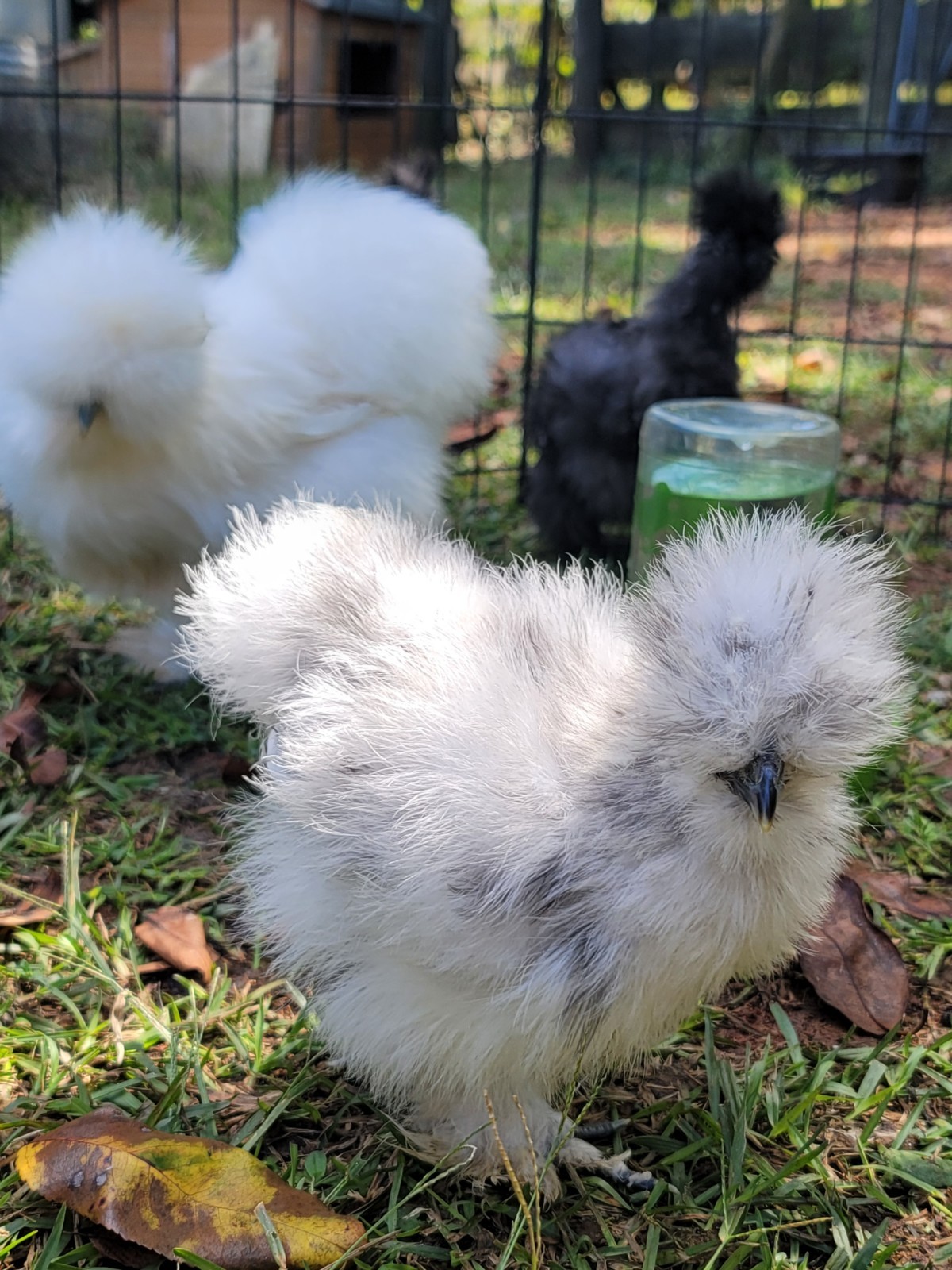 6+ Bearded Silkie Hatching Eggs