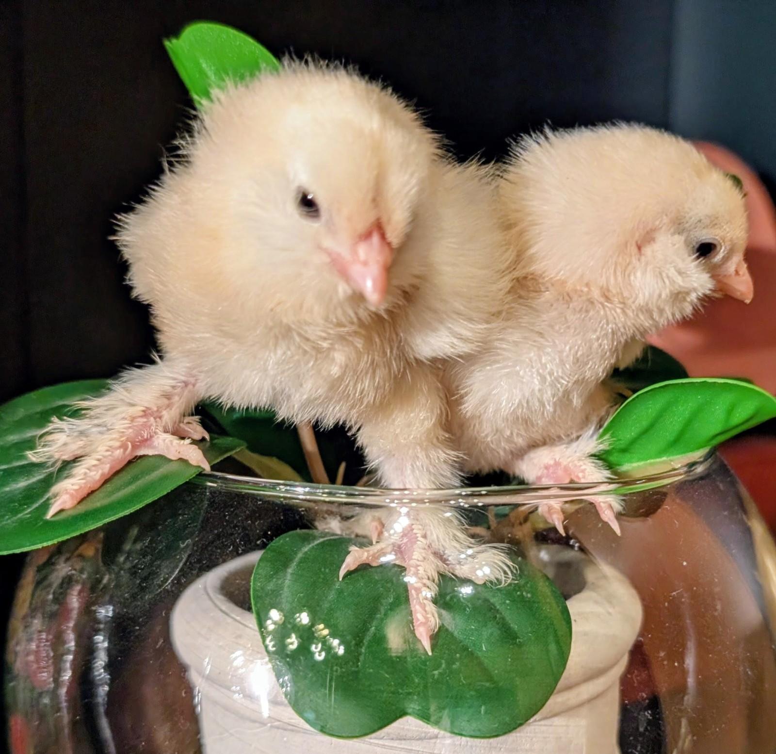 D'Uccle Belgian Bearded Bantam Hatching Eggs Carton Of 6