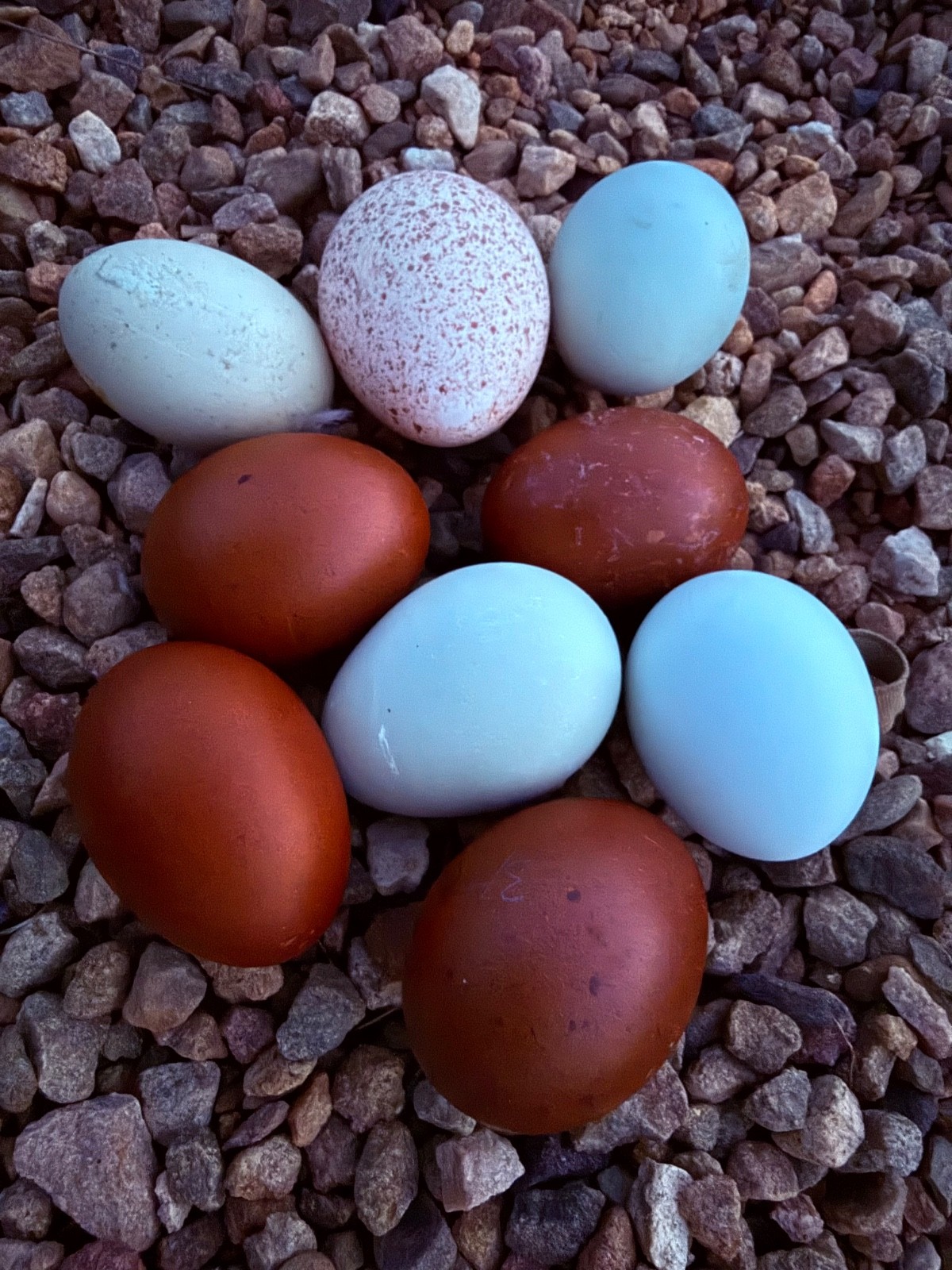 NPIP 12+ black copper maran eggs (6-8 range)