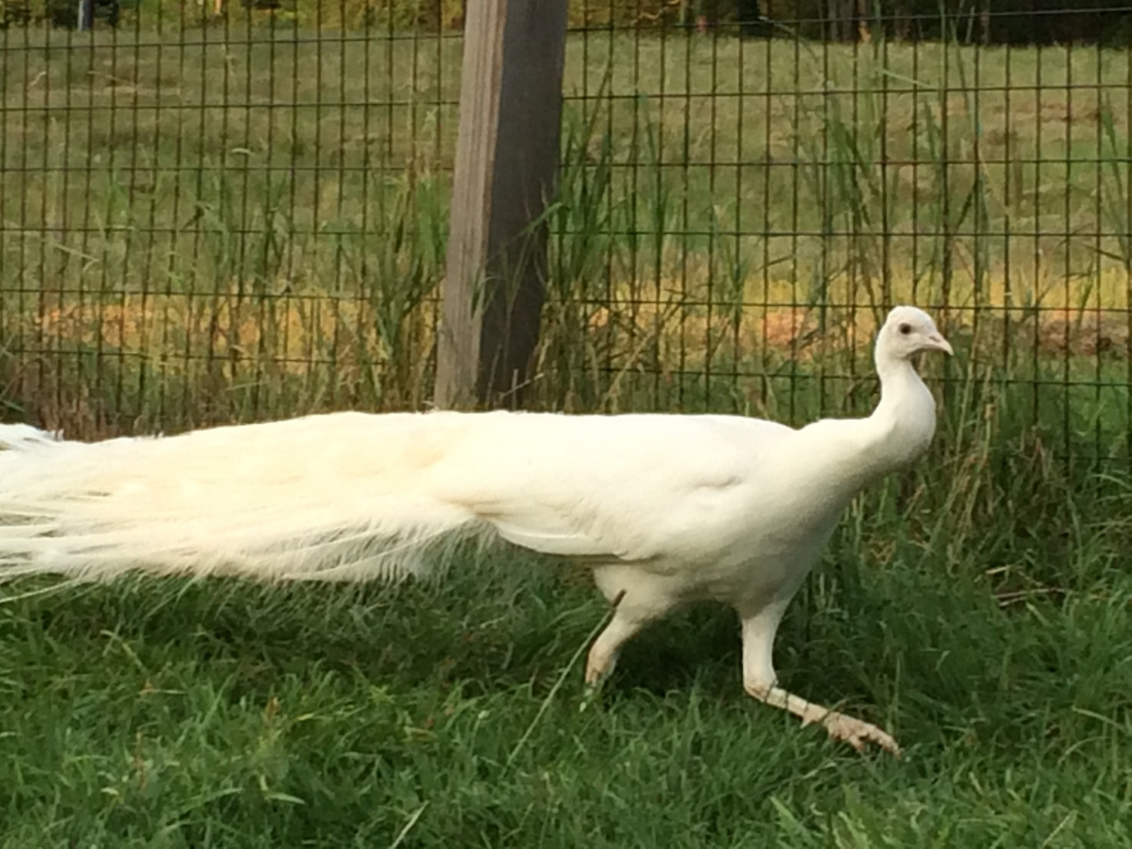 5 "MIXED VARIETY" PEACOCK / PEAFOWL HATCHING EGGS!!!!