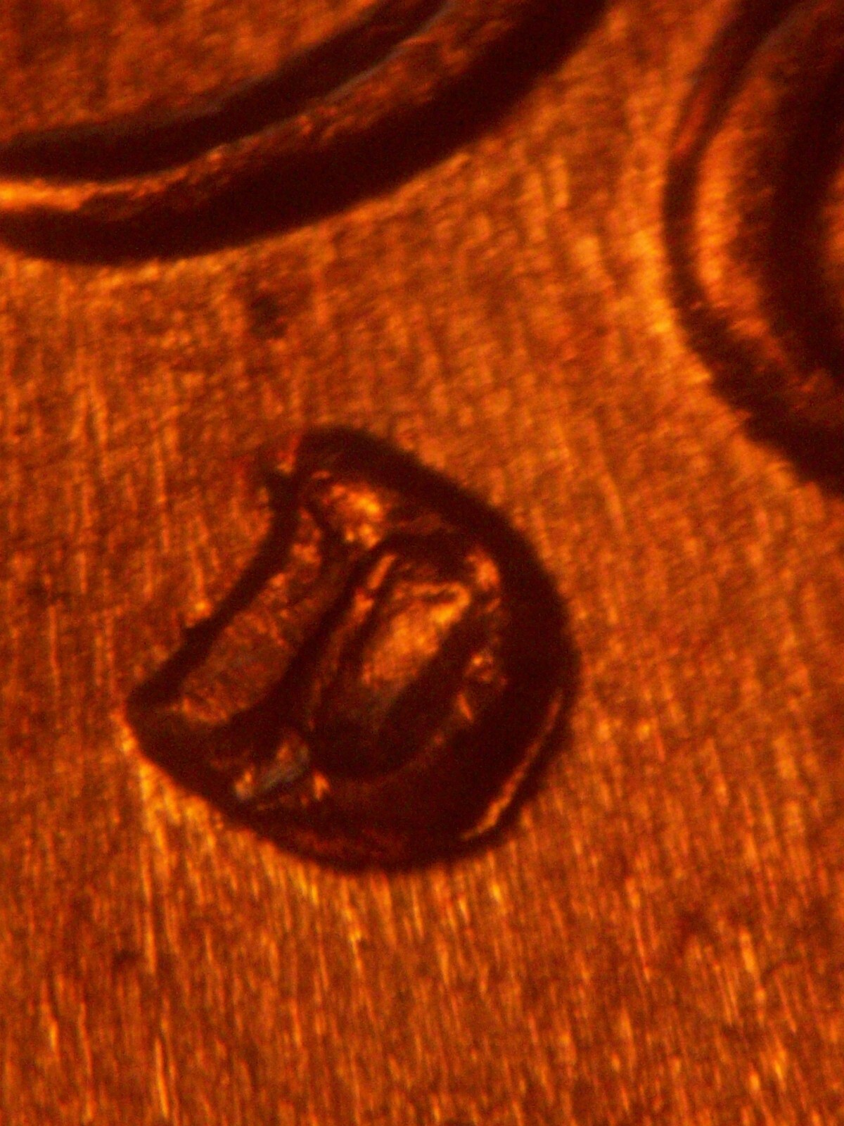 1969 D Strong RPM New Discovery Re Punched Mint Mark To The East Error Coin BU
