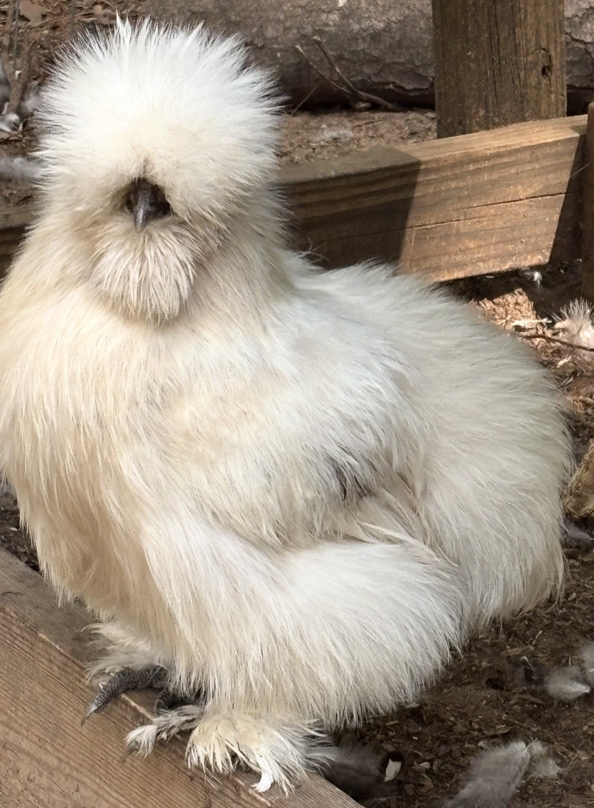 1/2dozen+ Extras FUN Silkie Hatching Eggs! Variety of color and feather types!