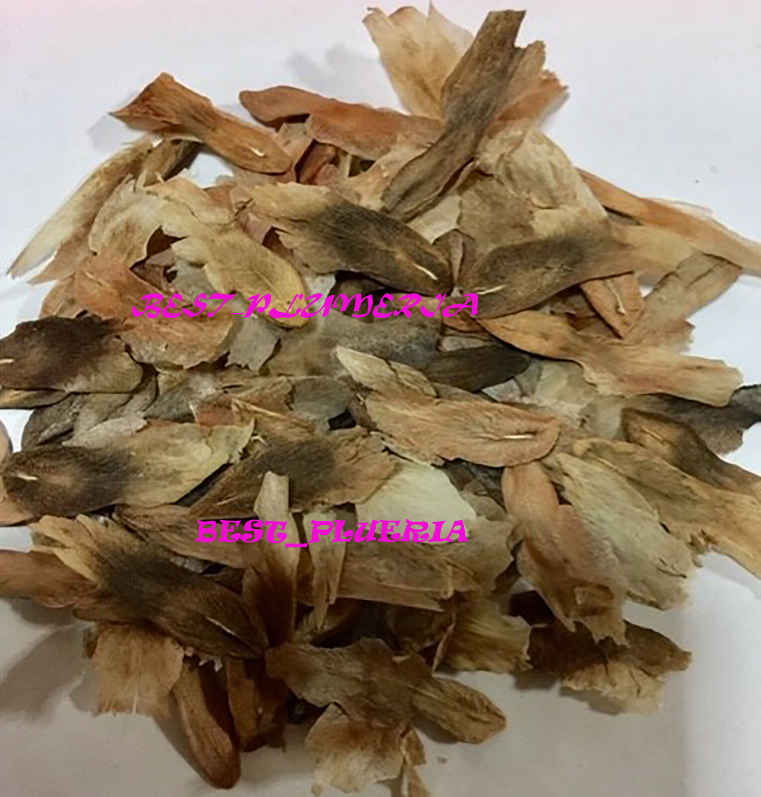 Plumeria Seeds/Flowers/Ngamvilai/Fresh 100 seeds!!