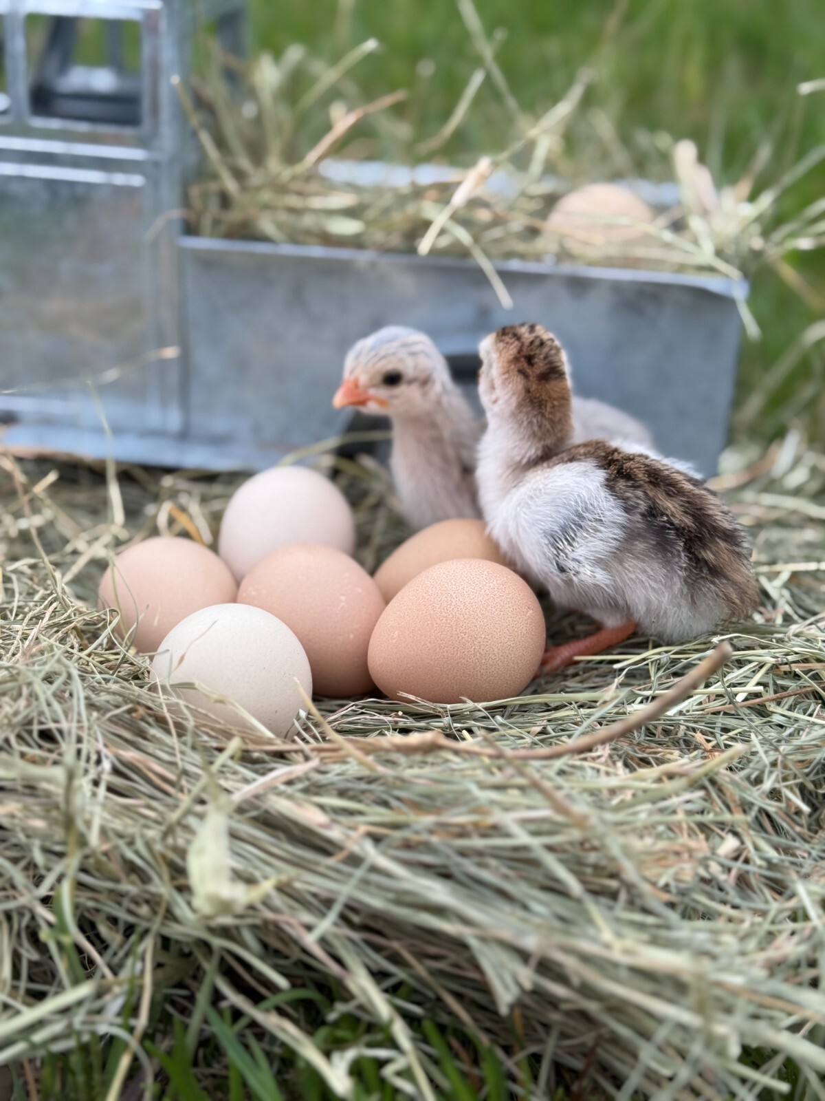 14 FRESH GUINEA FOWL HATCHING EGGS READY