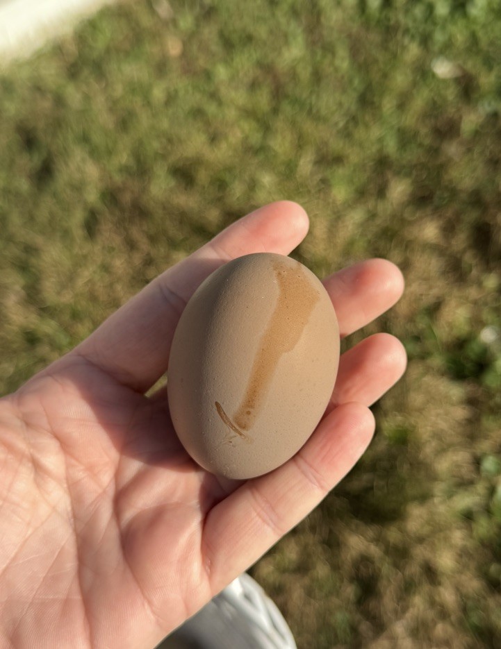 12+ Multigeneration Olive Egger Hatching Eggs Heavy Blooms/Speckles F1, BC1, BC2