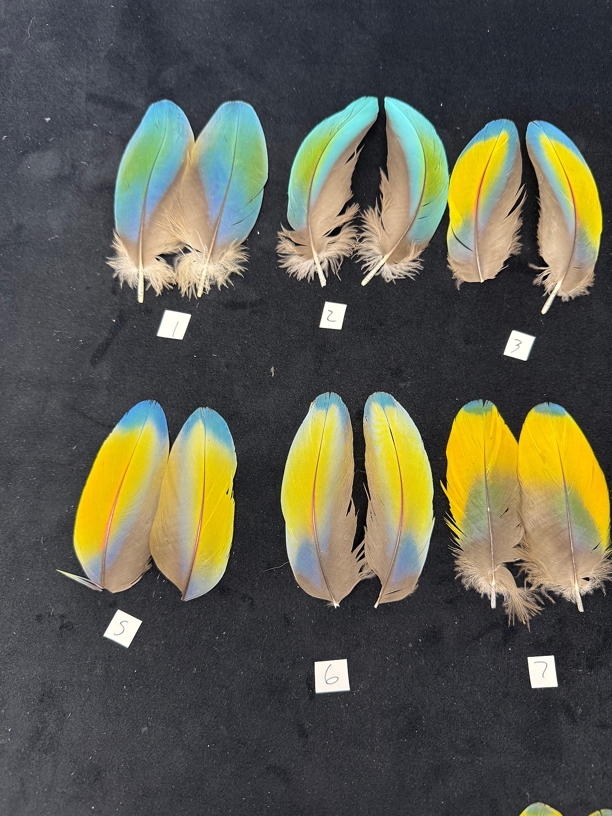 Matched parrot feathers for Salmon Flies