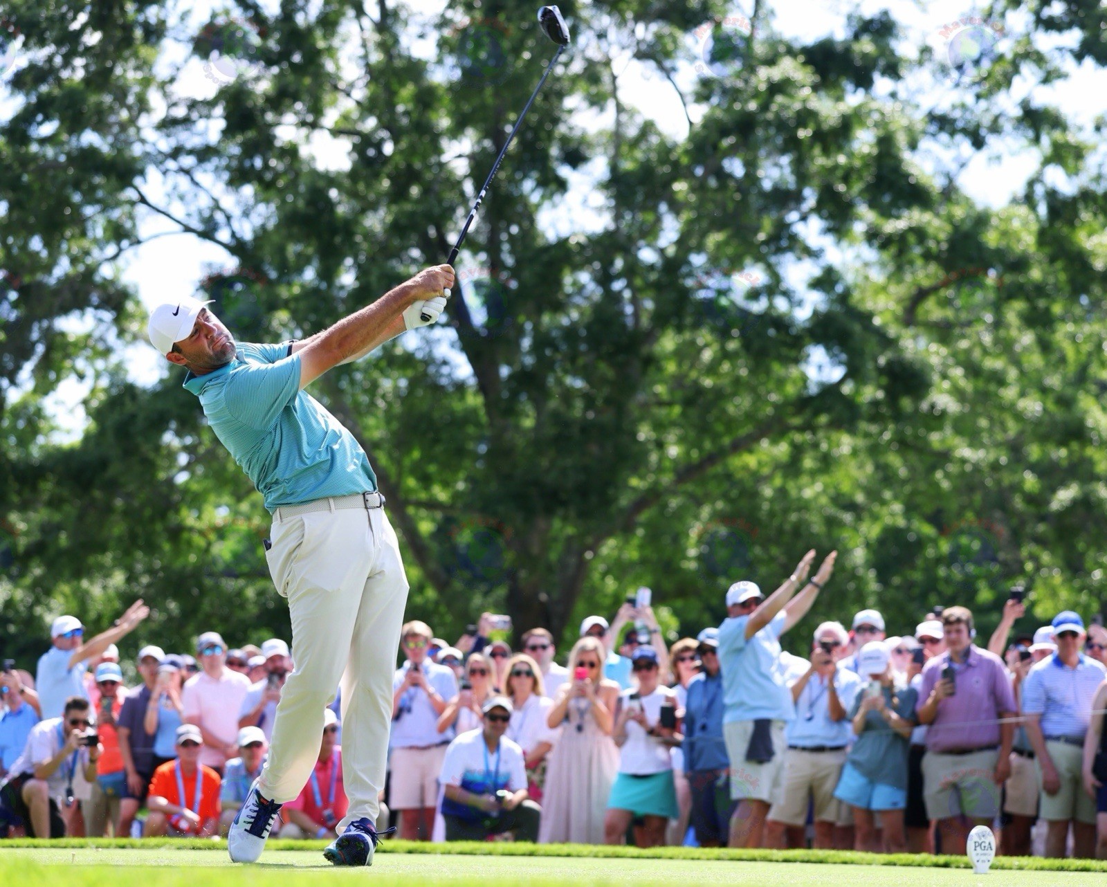8x10 Photo SCOTTIE SCHEFFLER 2025 PGA Championship Quail Hollow Masters US Open