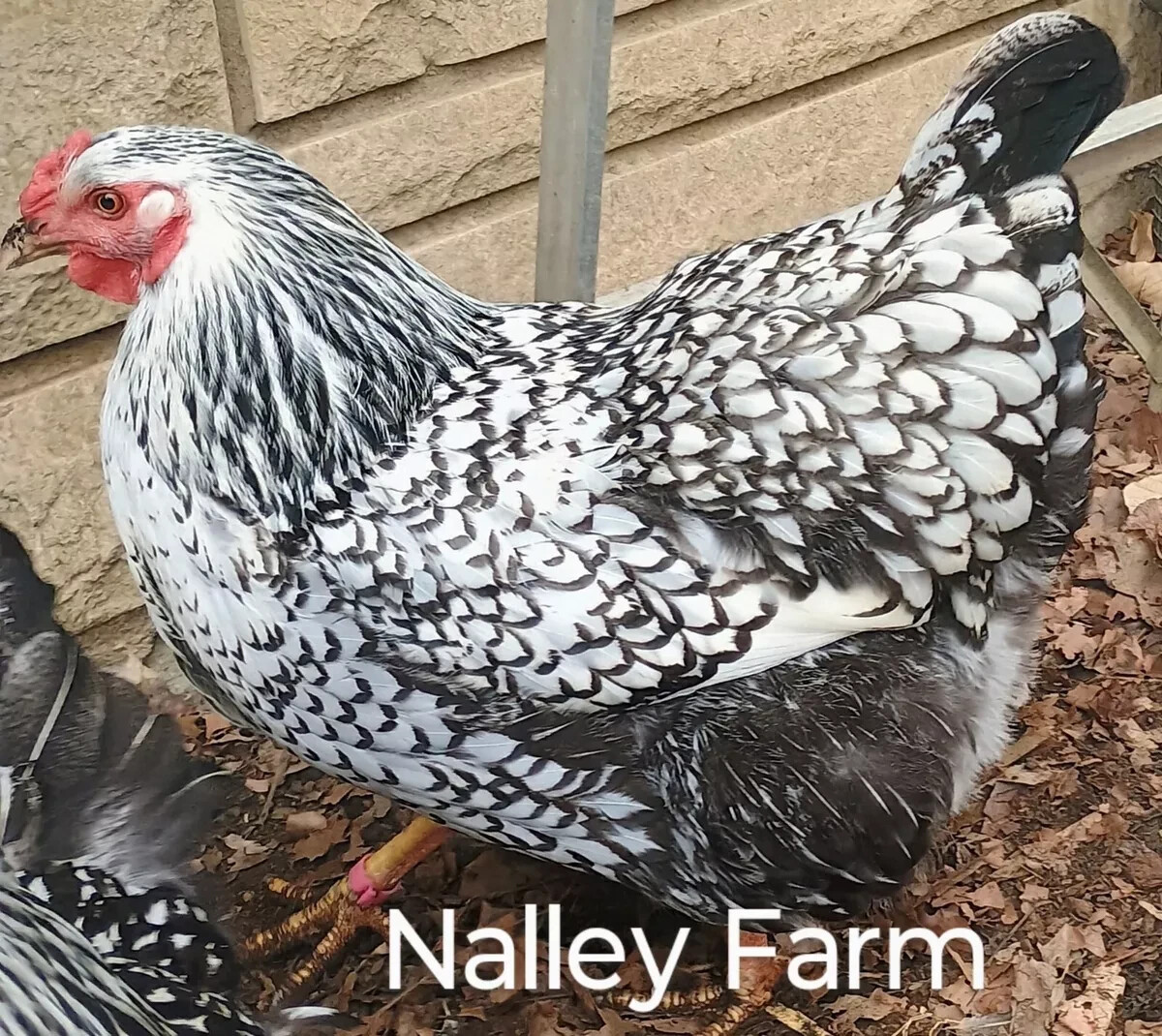 Silver Laced Wyandotte (12) 🐣 fertilized hatching eggs.Please read description.