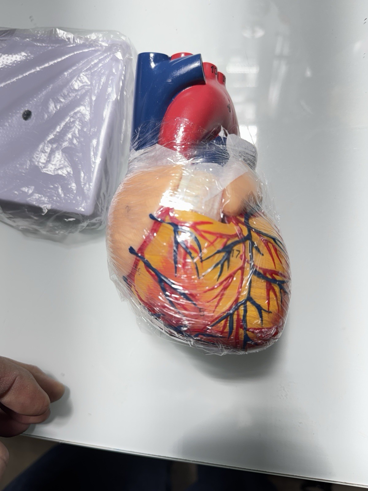 anatomical heart model